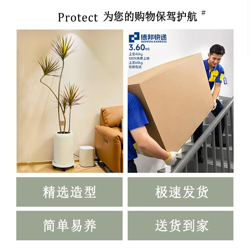 七彩铁树千年木客厅大型盆栽绿植物落地真树老桩室内造型易养氛围
