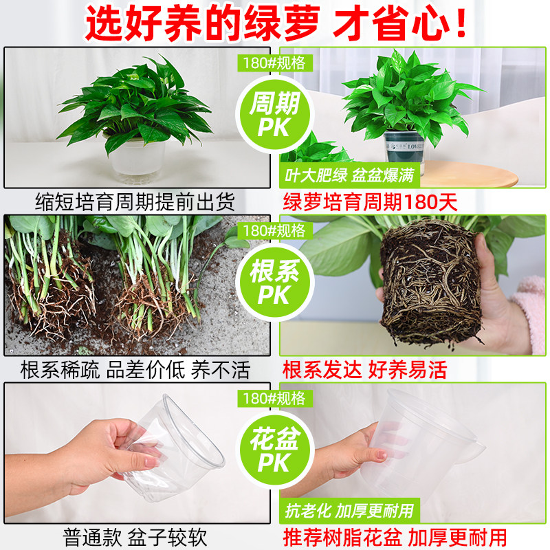 【保温发货】绿萝盆栽室内植物绿罗新房家用水培长藤大叶绿植绿箩