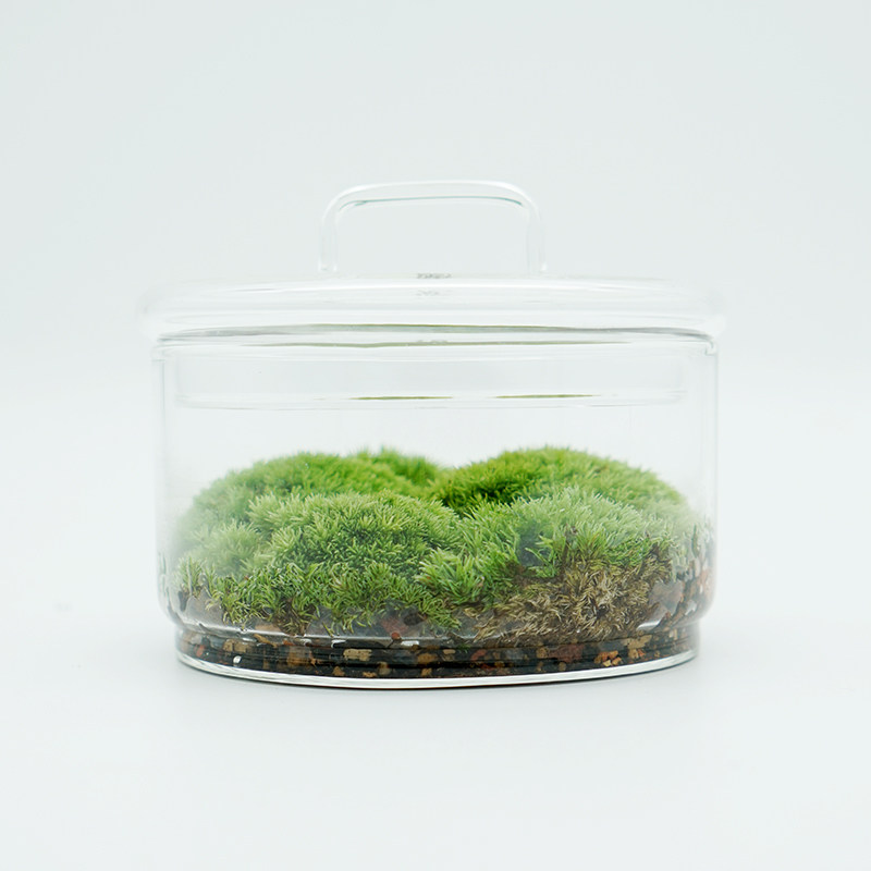 植觉 圆 苔藓微景观DIY创意盆景桌面装饰植物青苔鲜活