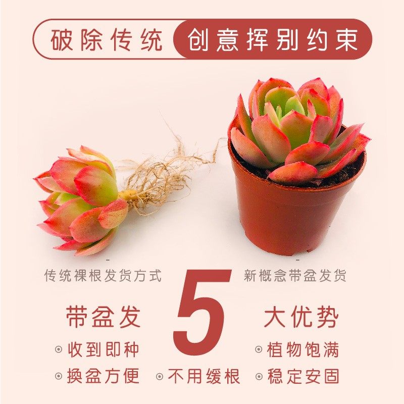 壹分皿 多肉植物组合带盆大尺寸组合盆栽套装办公桌窗台肉肉