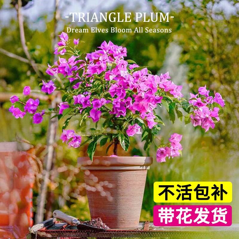 三角梅花树苗盆栽重瓣带花老桩大漳红樱室内阳台花卉爬藤四季开花