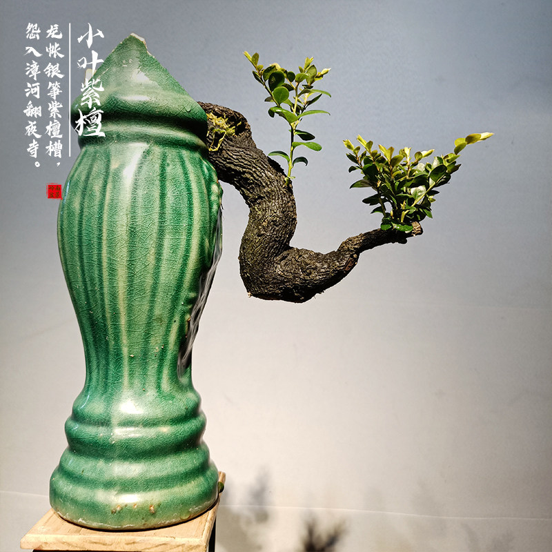 小叶紫檀盆景树苗花卉盆栽办公室植物悬崖临水造型精品桌面绿植