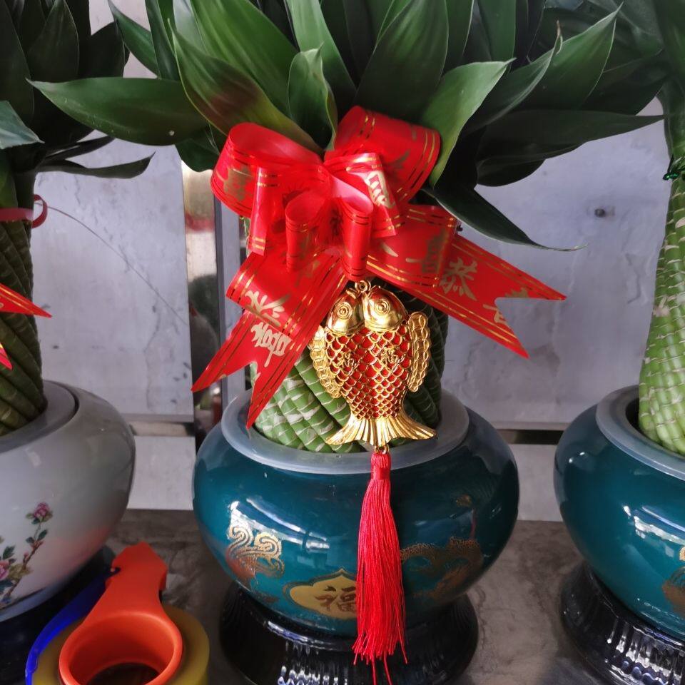 编织富贵竹水培植物花卉水养发财转运竹客厅室内带根盆栽大型绿植