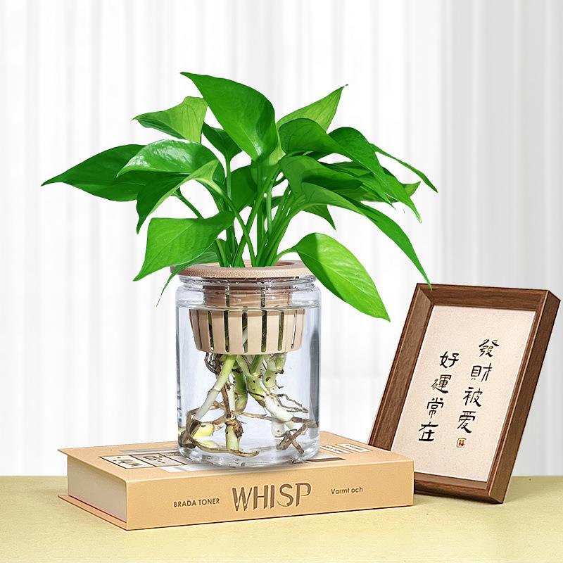 绿萝苗水培土培室内懒人除甲醛净化空气办公桌客厅绿植透明绿箩苗