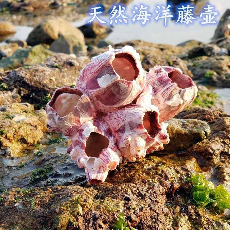 天然海螺大贝壳海洋藤壶鱼缸造景海星标本地中海风格装饰收藏