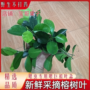 下单新鲜采摘喂虫榕树叶巨拟叶螽植物喂虫专用食用小叶榕下单采摘