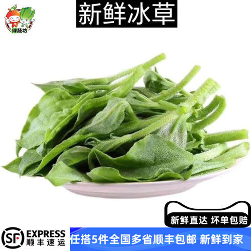 新鲜冰草250g 冰菜新鲜蔬菜生吃非洲冰叶野菜沙拉凉拌蔬菜食材