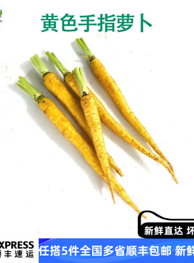 新鲜黄色手指萝卜蔬菜生食黄水果迷你萝卜西餐酒店摆盘装饰