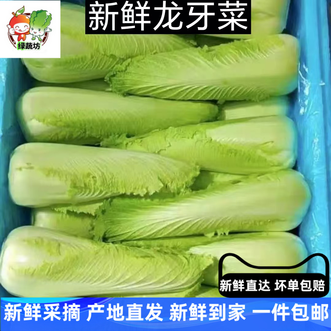 龙牙菜龙牙白菜宁夏供港龙芽菜日本绍菜长白菜 清甜多汁
