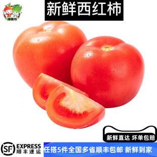 西红柿500g新鲜大番茄沙瓤可生吃自然熟孕妇水果小粉 绿蔬访