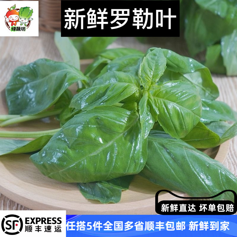 罗勒叶新鲜食用青酱制作大叶罗勒西餐食材摆盘装饰调料香料菜