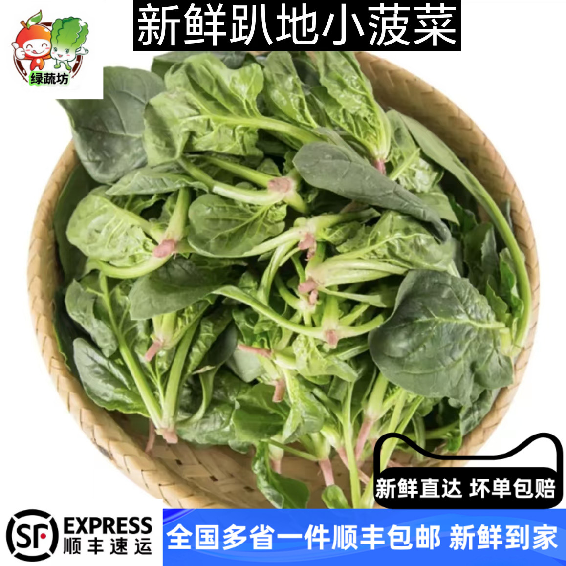 崇明新鲜趴地小菠菜红根霜冻冬季露天矮脚小菠菜火锅蔬菜现摘现发