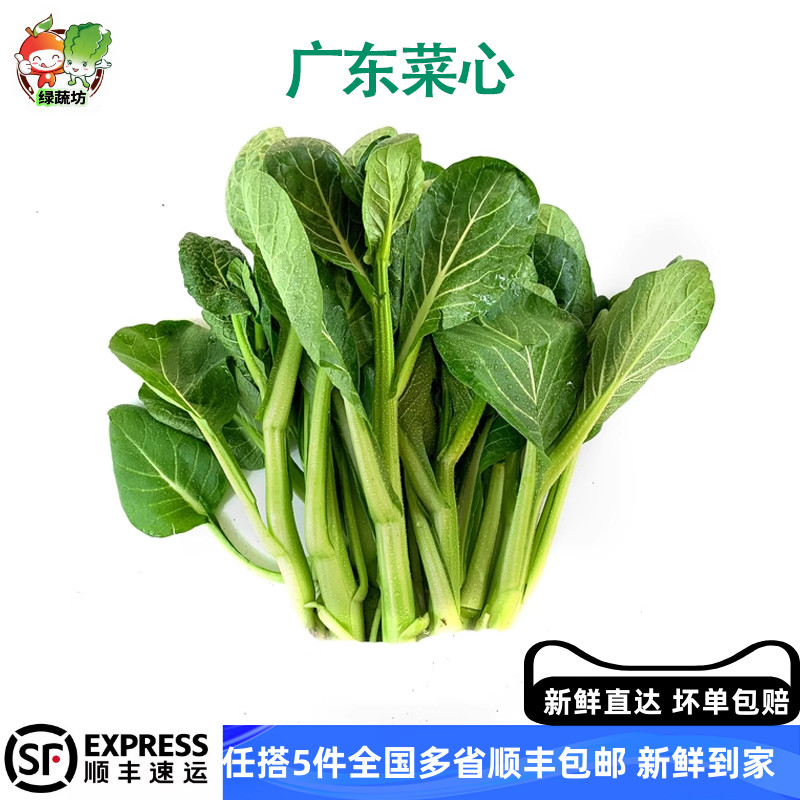 新鲜广东菜心时令绿色蔬菜