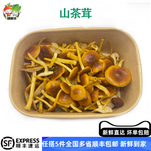 山茶茸新鲜菌菇净菜松子菌新品特色酒店火锅食材盒装农家煲汤菌菇