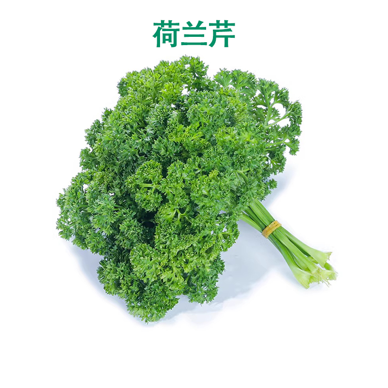 新鲜荷兰芹新鲜法国香芹菜蕃茜洋芫荽西餐摆盘装饰香料烘烤用花香