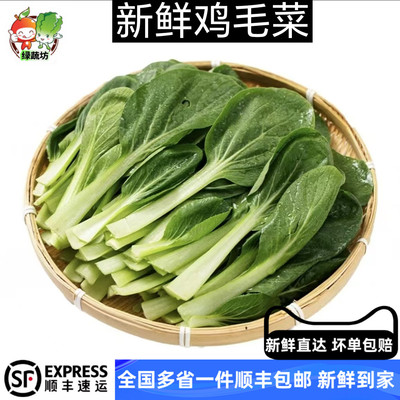 鸡毛菜新鲜上海崇明鸡毛菜小松菜小青菜绿叶菜新鲜蔬菜产地直销