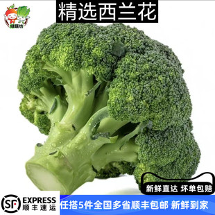 新鲜西兰花500g 脆嫩青花菜绿花菜西蓝花椰菜时令蔬菜 沙拉食材