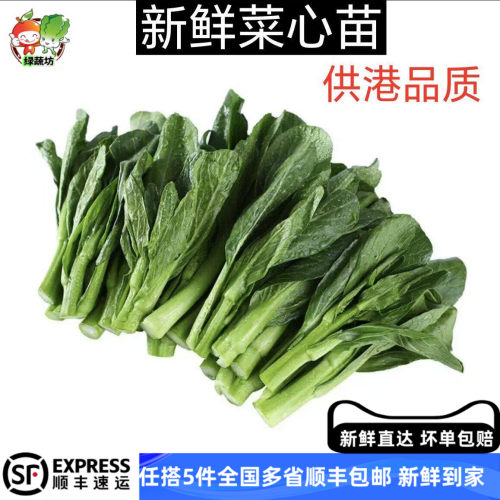 正宗宁夏供港菜心苗 菜心仔 小菜心苗迷你菜心清甜无渣包邮