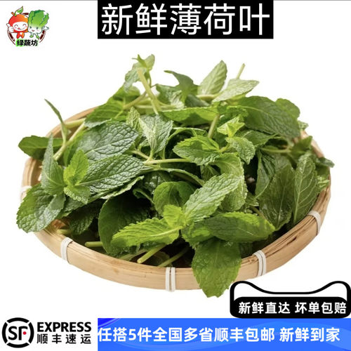 新鲜薄荷叶食用留兰香薄荷凉茶调泡酒水吧烘焙点缀装饰食材供酒店