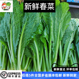 新鲜春菜500g潮汕新鲜农家蔬菜小芥菜广东菜微苦青菜