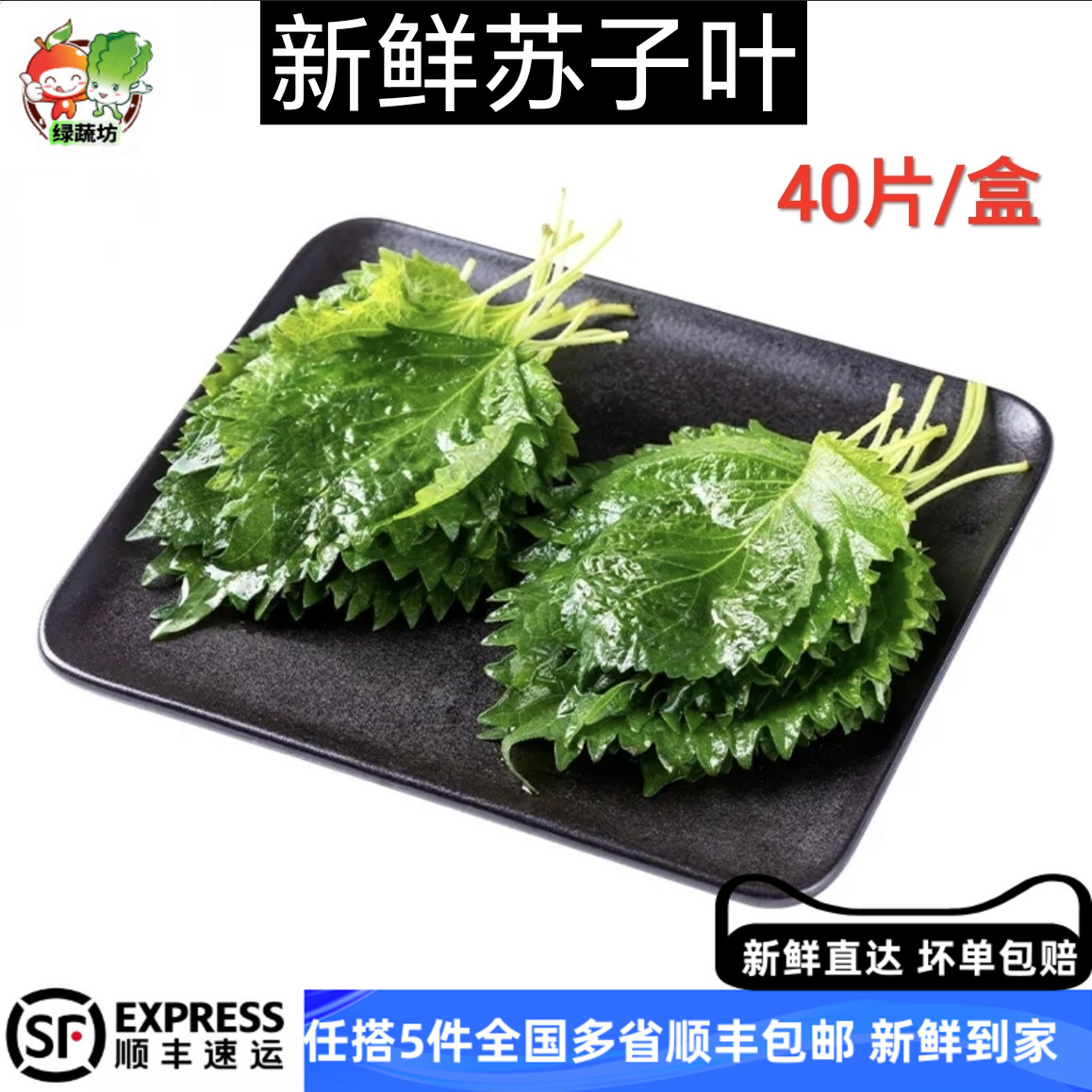 新鲜苏子叶1盒40片 大叶绿紫苏叶 韩国日料烤肉包饭蔬菜食材