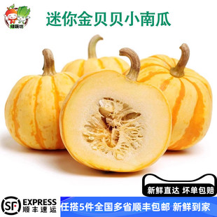 迷你金贝贝小南瓜迷你桔瓜酒店黄金贝贝南瓜盅万圣节太阳果小金瓜