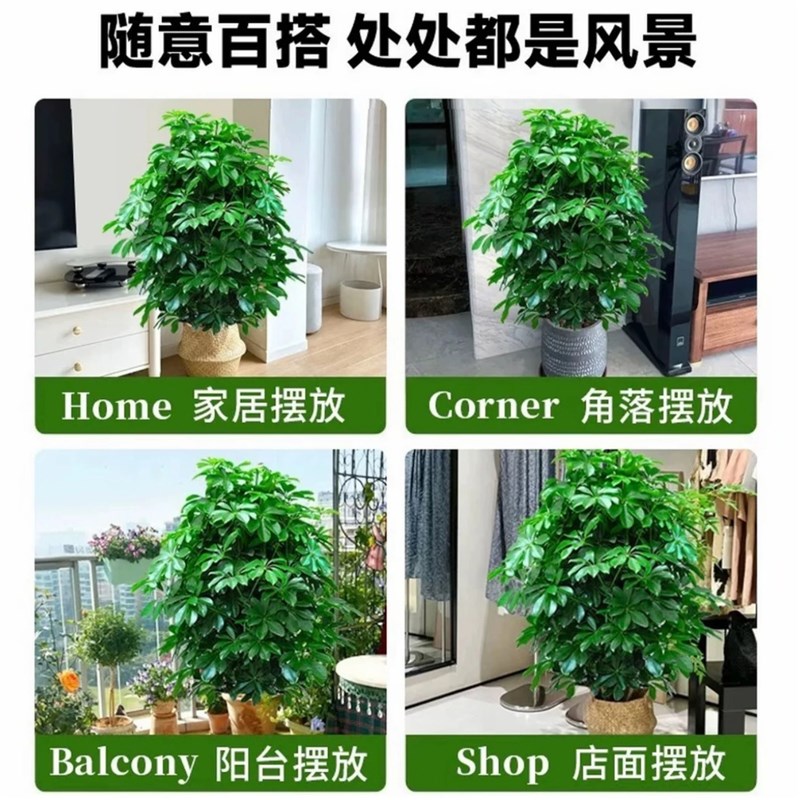 鸭脚木客厅大盆栽八方来财大型落地植物室内鸭掌木高级感绿植花卉