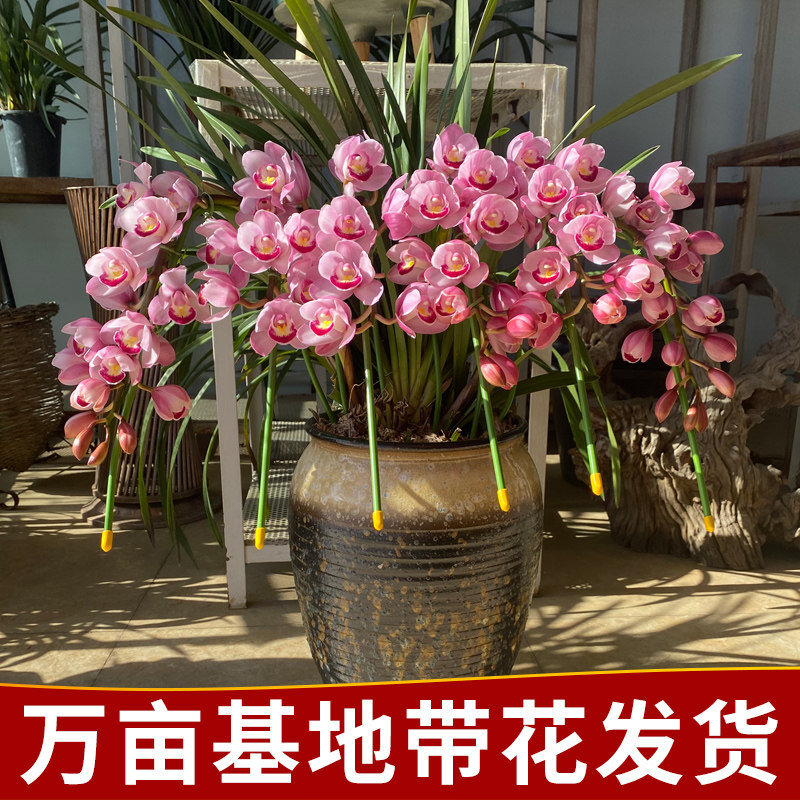 大花蕙兰盆栽带花苞四季常青绿植盆景客厅浓香型桌面好养年宵花卉