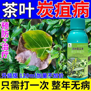 茶叶专用药黄叶病死苗根腐病叶斑病白绢病茶饼病白星病强效病全管