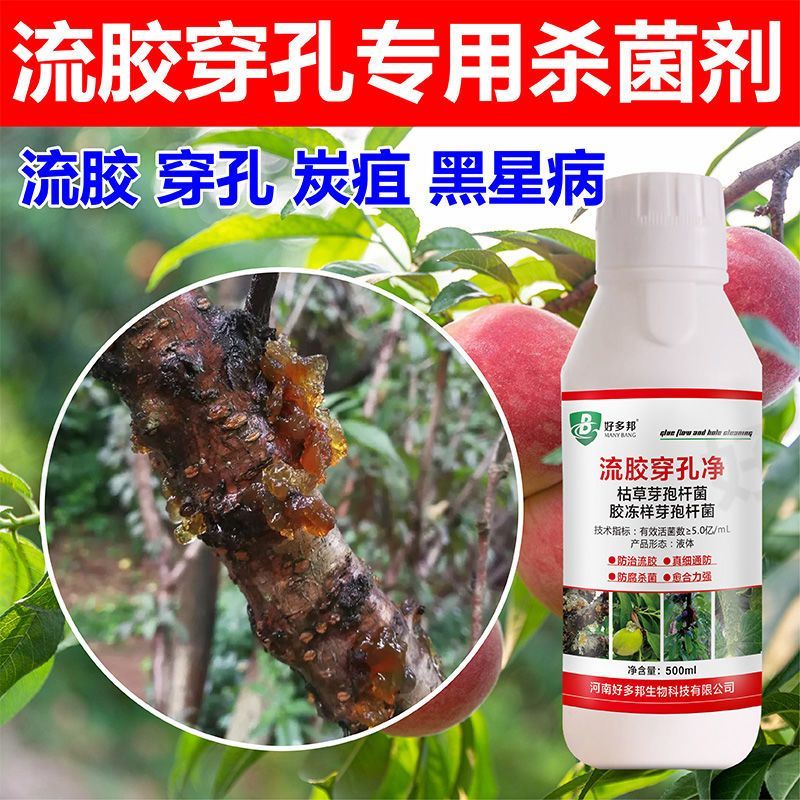 桃树流胶病专用药穿孔病流胶病特效药果树溃疡病腐烂病流胶穿孔净