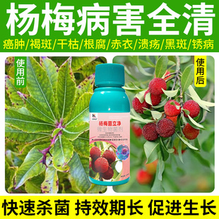 杨梅病菌清掉叶白粉病早疫病根腐病斑点病焉萎病干枯强效病速消