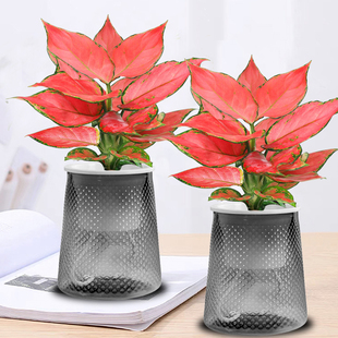 如意吉利红盆栽室内绿植盆栽桌面盆栽花卉盆景大叶水培苗
