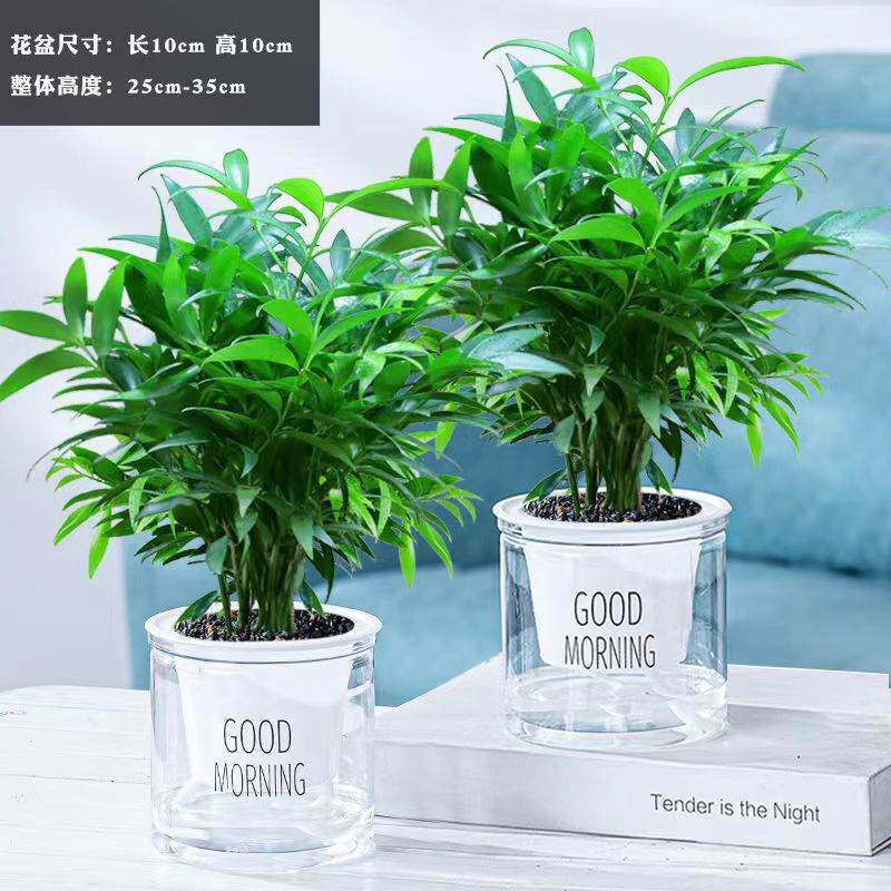 竹柏长寿竹竹子盆栽平安竹室内净化空气驱蚊植物水培懒人绿植花卉