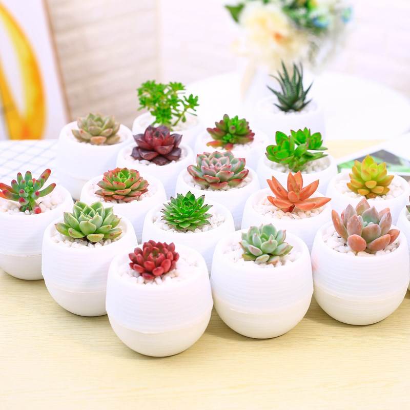 【送.盆.土.肥料】精美多肉植物套餐花卉室内净化空气玉露盆载