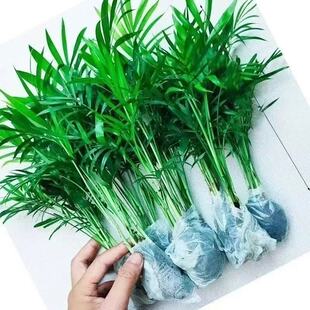 袖珍椰子盆栽散尾葵凤尾竹绿植室内客厅水土培植物四季常青易存活