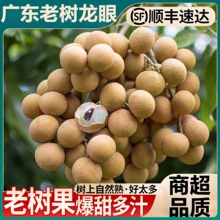【现货头茬果】广东石峡储良龙眼新鲜水果当季桂圆茂名高州顺丰
