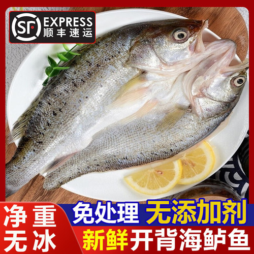 开背海鲈鱼免处理活鱼加工无添加剂净重无冰去鳞去脏食材顺丰包邮