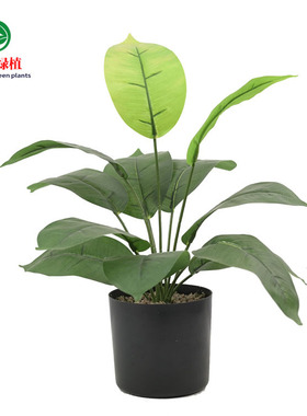 仿真绿植12头白万年青绿植把束过胶植物盆栽家居软装装饰假绿植