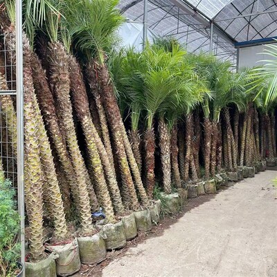 网红美丽针葵植物客厅绿植室外庭院办公室大型盆景针Y叶棕榈热带