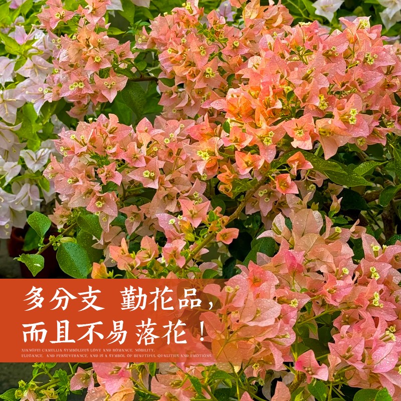 重瓣三角梅四季开花卡亚塔老桩盆栽带花卉绿植物阳台庭.院飘枝大