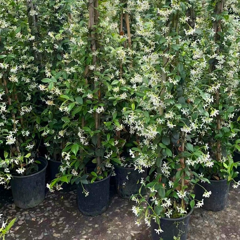 风车茉莉盆栽 阳台庭院r耐阴耐寒清香型爬藤花卉植物 原土原盆发