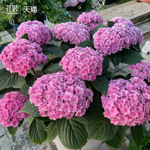 太阳神殿绣球花盆栽小苗易u多梦幻牵牛星易多梦幻薄荷拇指绣球大