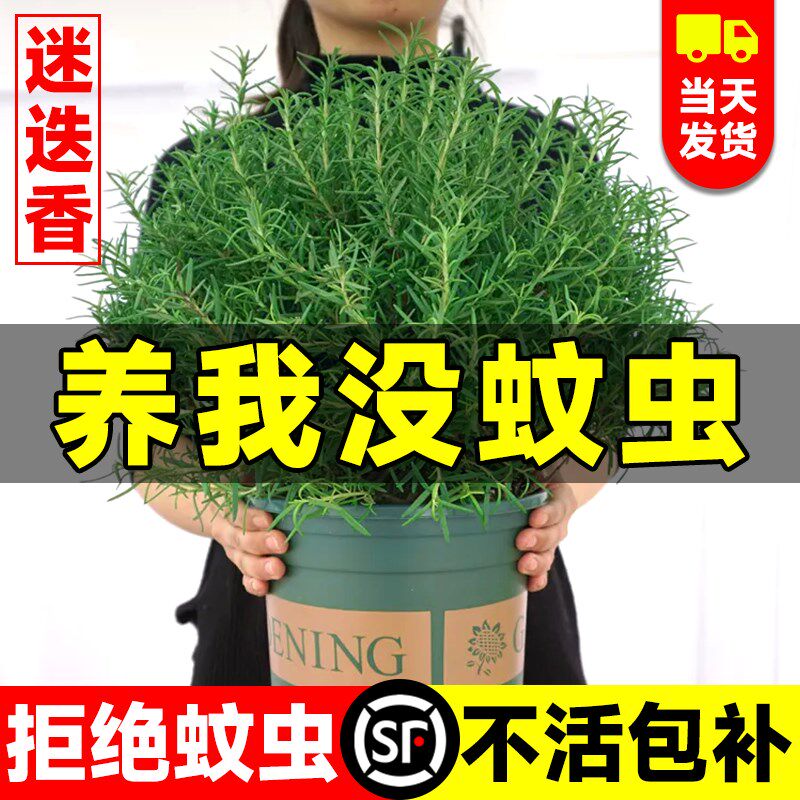 迷迭香盆栽驱蚊植物克q星牛排黄油可食用香草棒棒糖大苗室内绿植