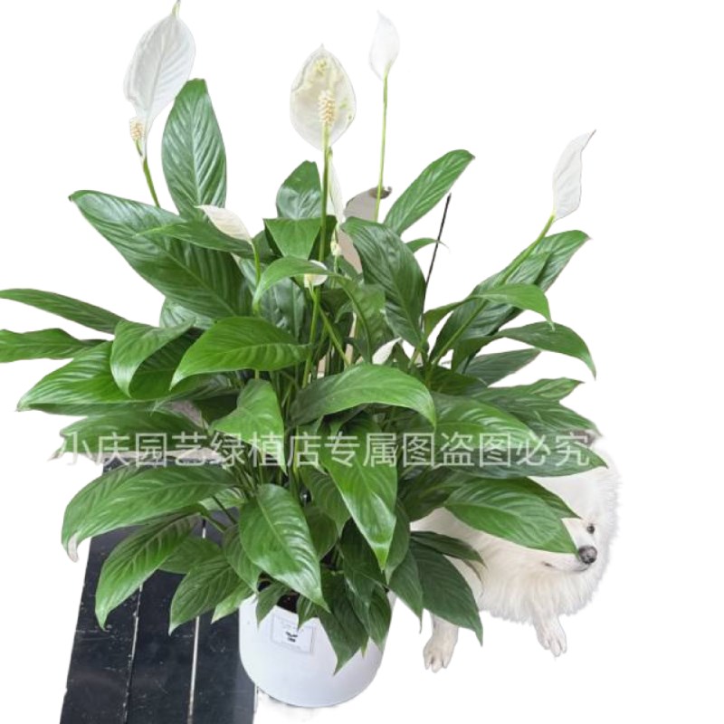 一帆风顺盆栽室内绿植花卉植物办公E室桌面大白掌绿植盆栽四季开