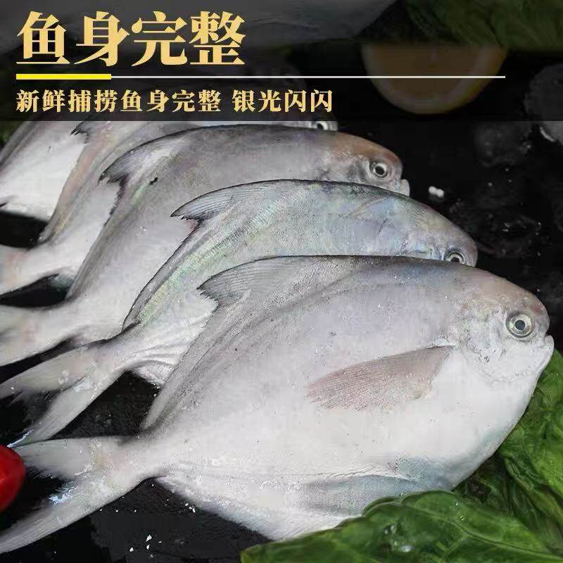 新鲜银鲳鱼海捕平鱼深海冷冻白鲳鱼大号海鲜水产鲳鱼新鲜水产商用