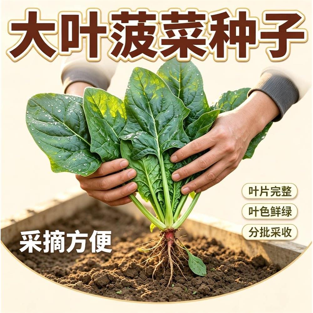 菠菜种籽居家阳台花盆小菜园撒播种植叶片肥厚家常食用蔬菜菜籽