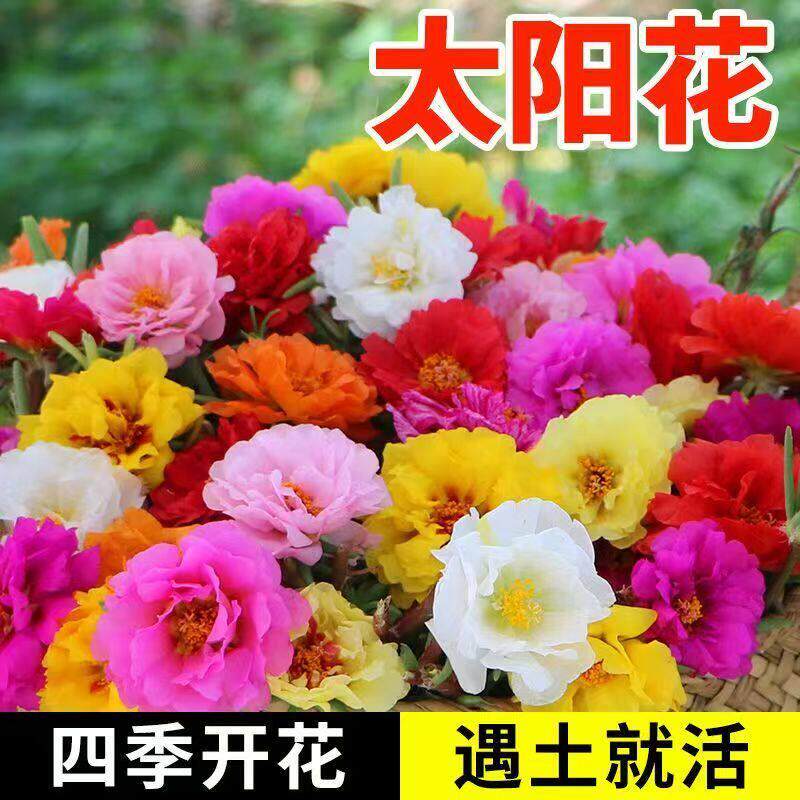 太阳花种子四季开花多色遇土就活易养花卉种子