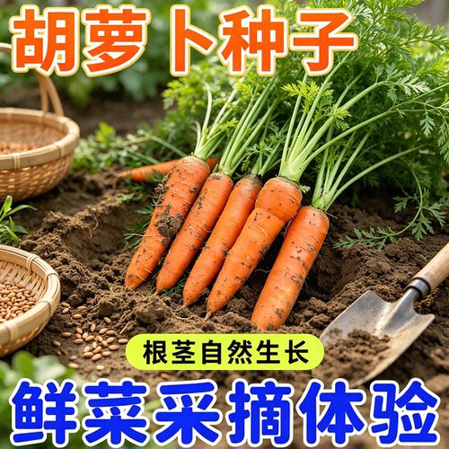 胡萝卜种籽夏秋季水果蔬菜萝卜生吃脆甜四季田园红萝卜种子
