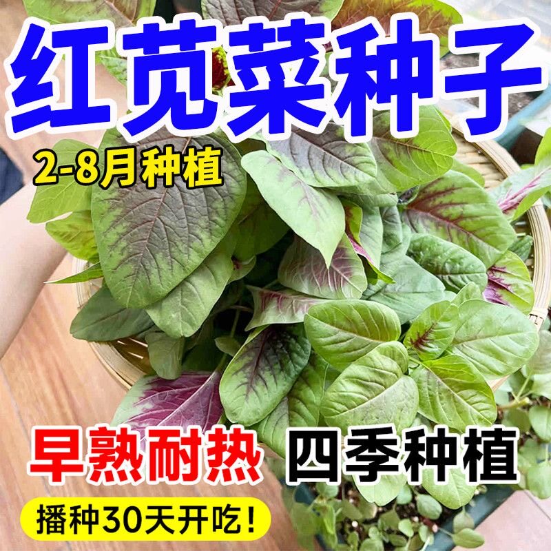 正品原装红苋菜种籽圆叶阳台盆栽菜地均可种超耐热紫红肉厚味嫩滑