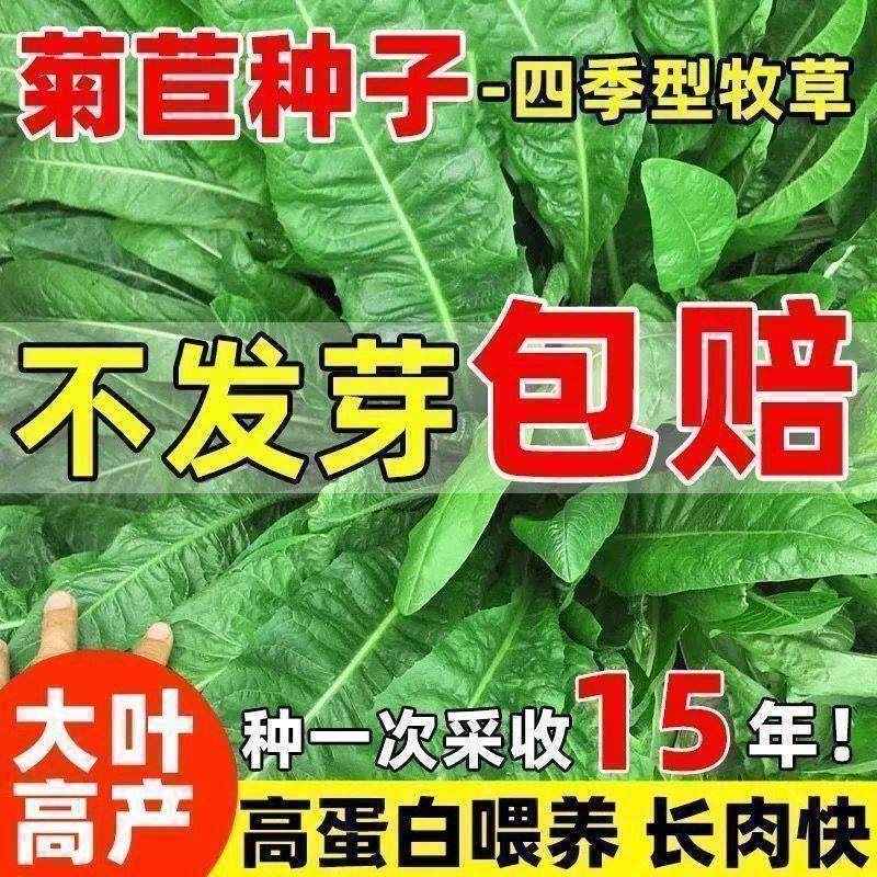 菊苣种籽大叶多年生喂猪菜种子牛羊鱼鸡鸭鹅爱吃的牧草种子兔子草